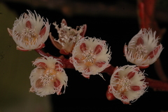 Elaeocarpus glandulosus